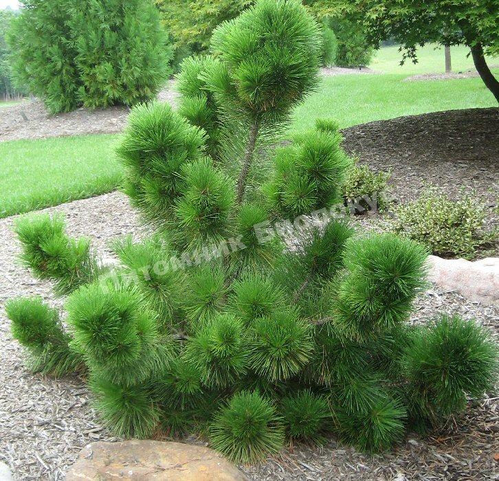 Сосна тунберга Тандерхед