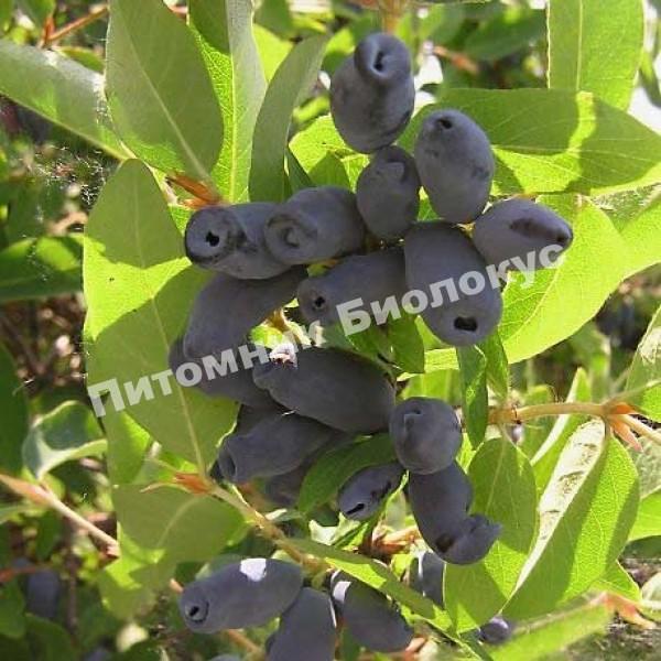 Жимолость Роксана