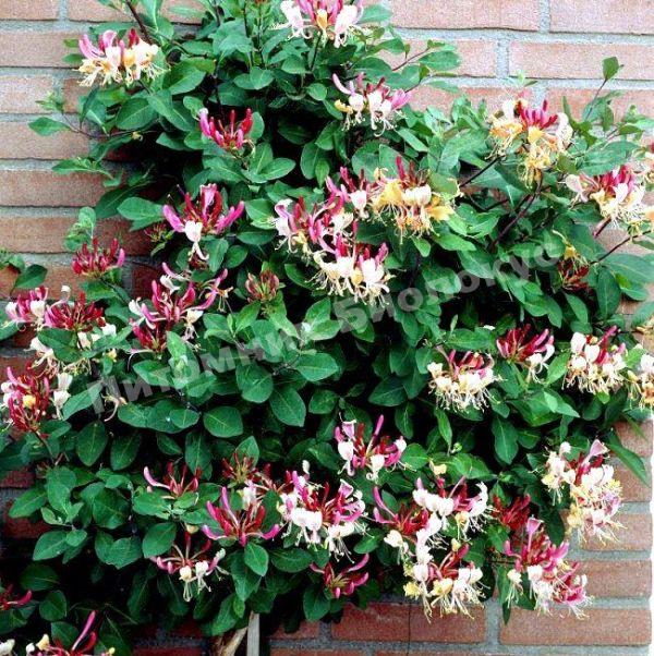 Жимолость вьющаяся Серотина