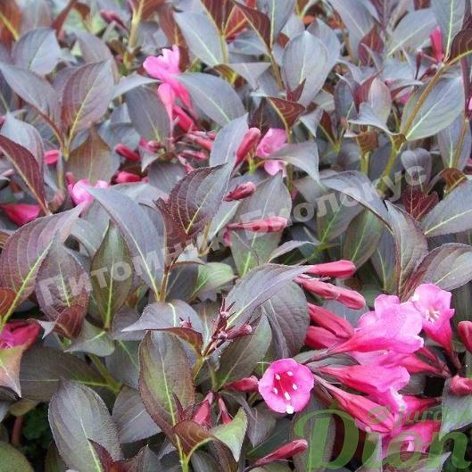 Вейгела цветущая Миднайт Вайн