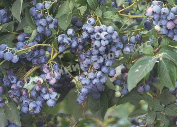 Голубика Дабл