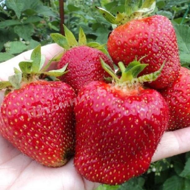 Клубника Дарселект