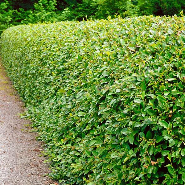 Кизильник блестящий Люцидус