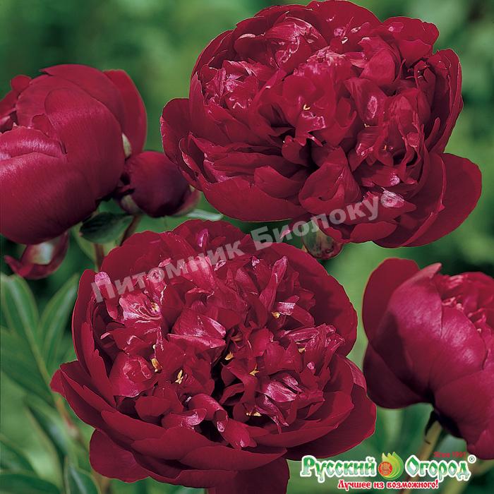 Пион травянистый Бакай Бель