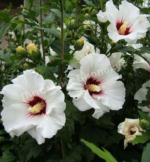 Гибискус Белый