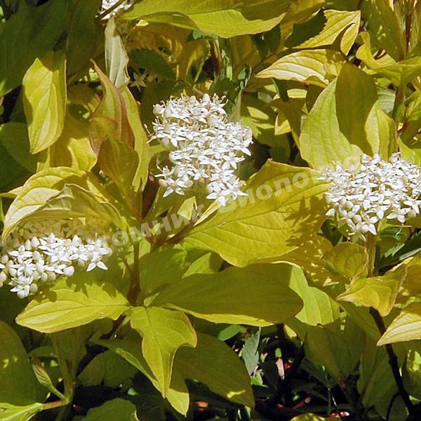 Дерен белый Ауреа