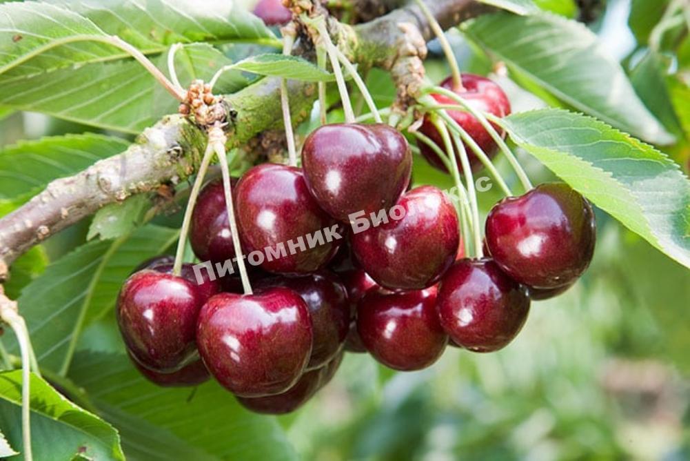 Черешня Крупноплодная