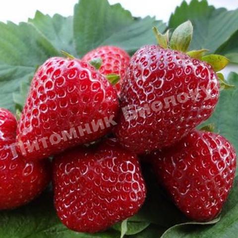 Клубника Диамант