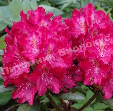 Рододендрон гибридный Казимир Великий