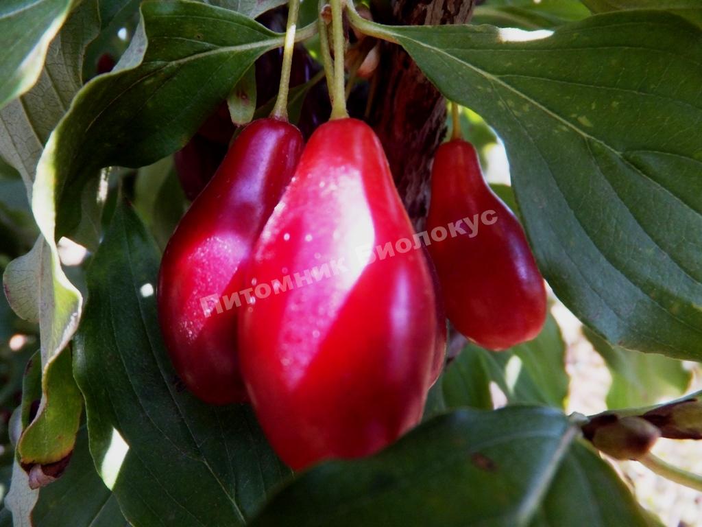 Кизил Элегантный