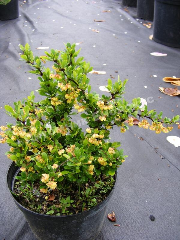 Барбарис тунберга Кобольд