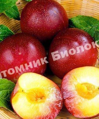 Алыча Дудука