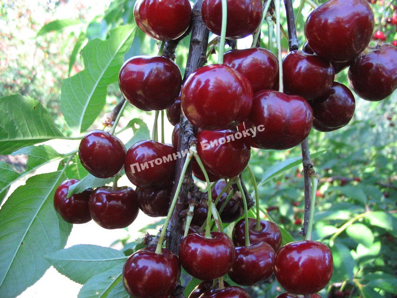 Дюк Чудо Вишня