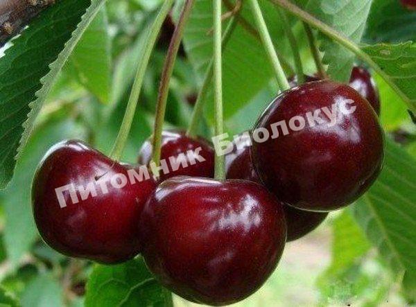 Дюк Фесанна