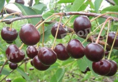 Дюк Кормилица