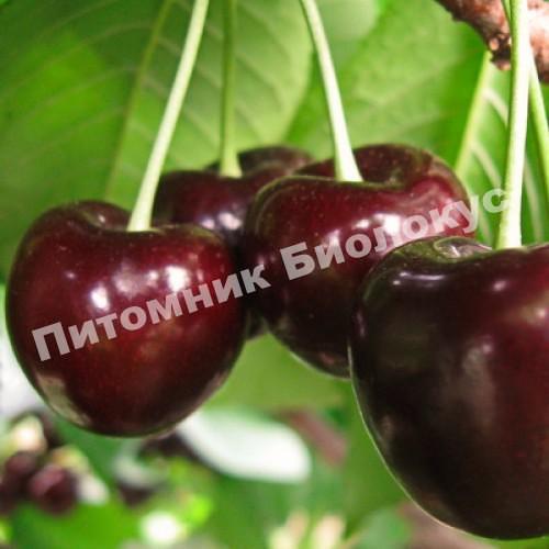 Дюк Крепкая