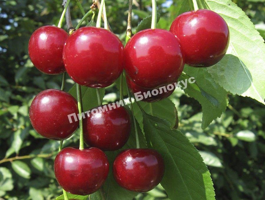 Дюк Саратовская Малышка