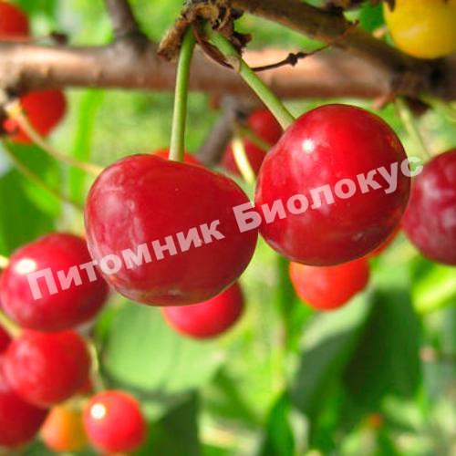 Дюк Малышка