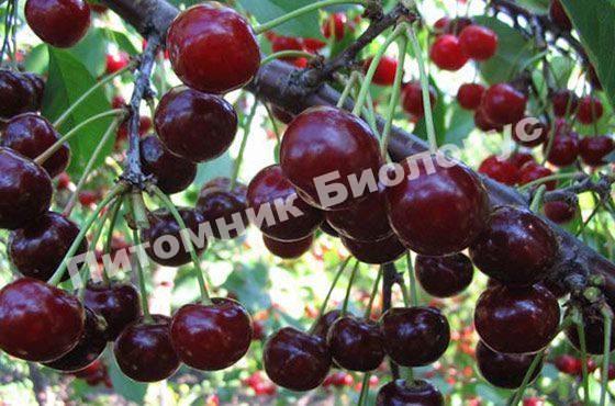 Дюк Спартанка