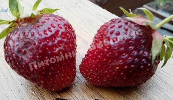 Клубника Планета