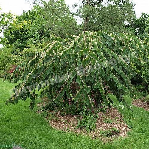 Багряник японский Пендула