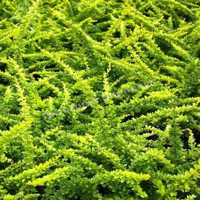 Барбарис Грин Корпет