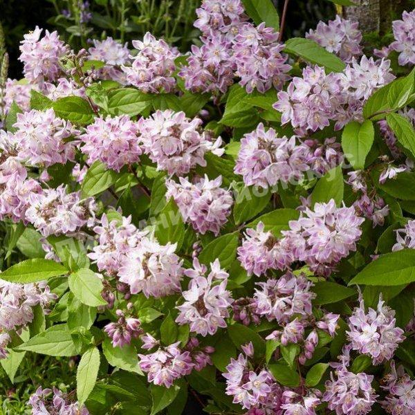 Дейция гибридная Распберри Сандей