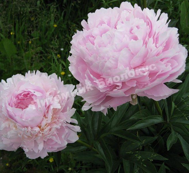 Пион травянистый Монинг Кисс