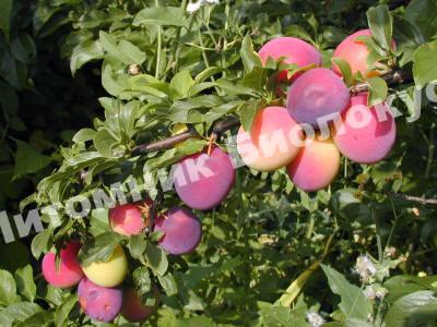 Алыча Нектаринная прибалтийская