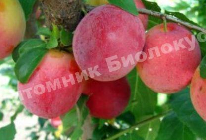 Алыча Татьяна