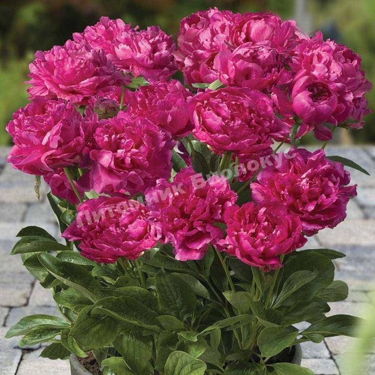 Пион травянистый для патио Лондон