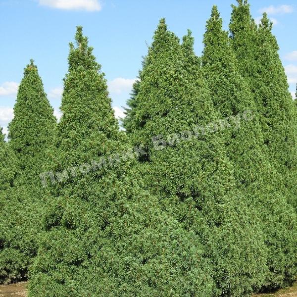 Ель канадская Коника