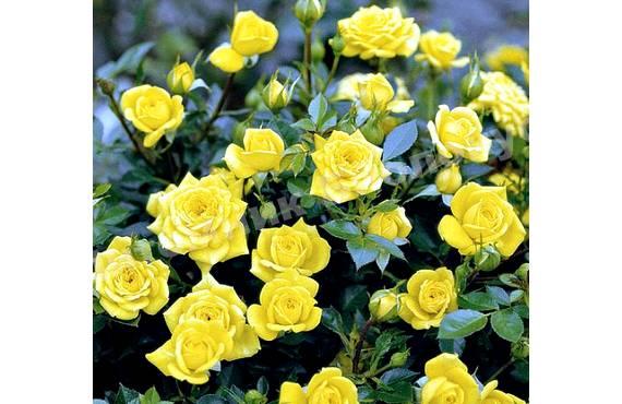 Роза бордюрная Еллоу Долл