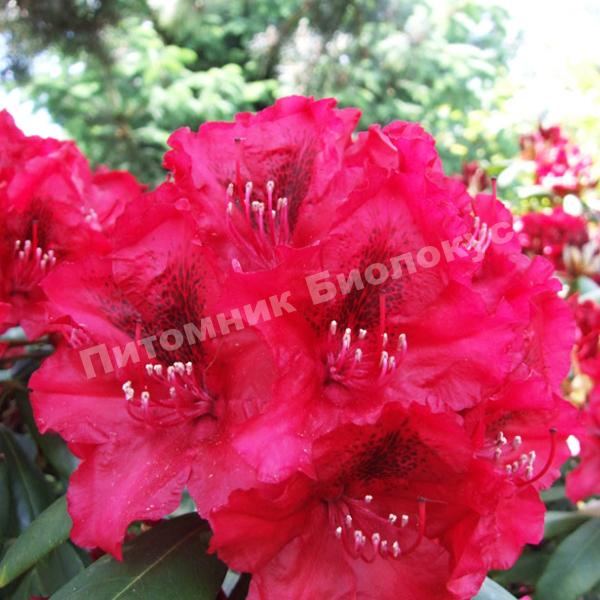 Рододендрон гибридный Эрато