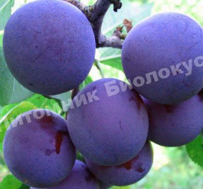 Слива Евразия-21