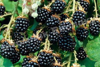 Ежевика Агавам