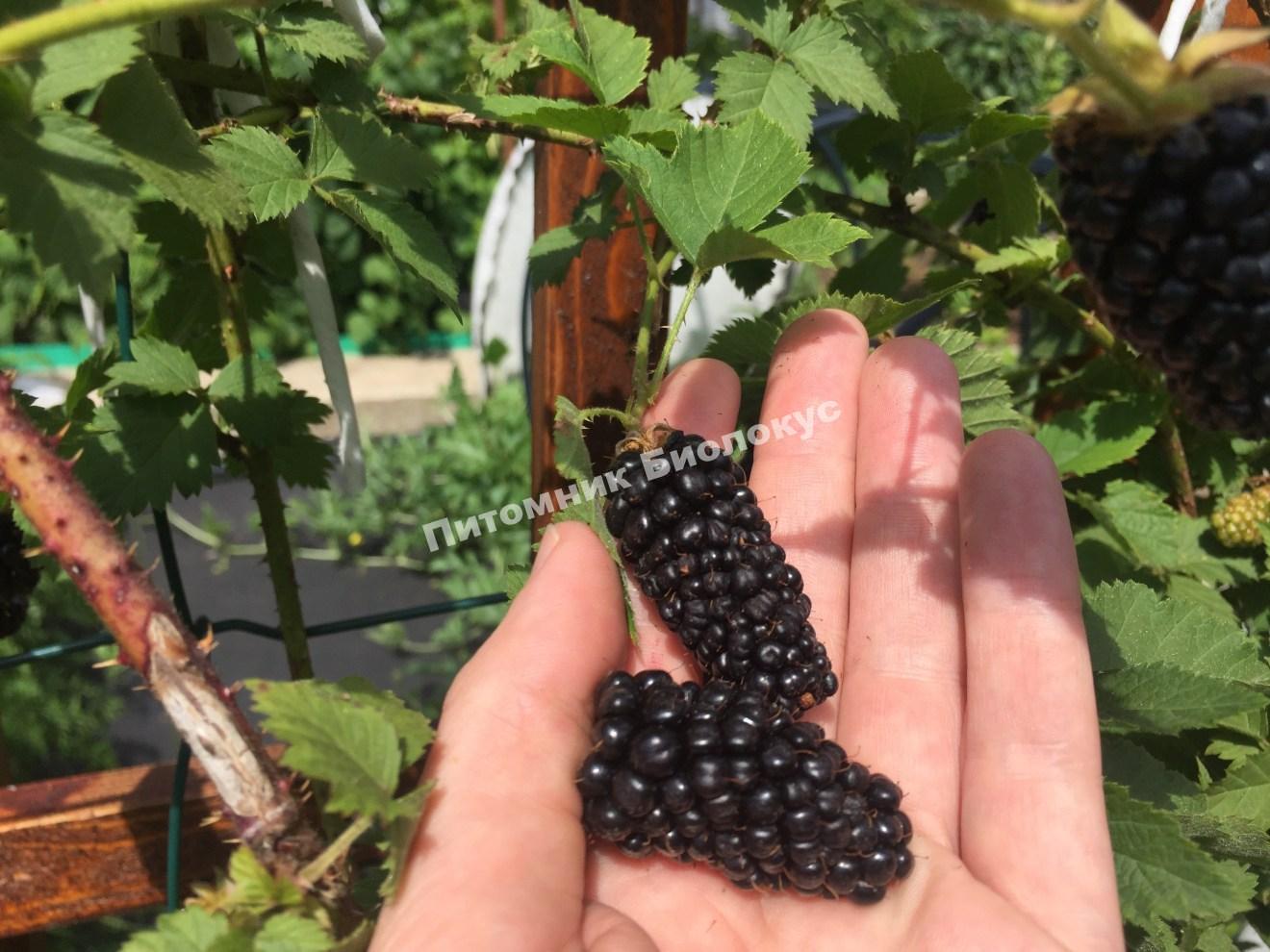 Ежевика Блэк Бьют