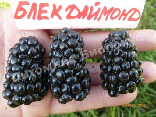 Ежевика Блэк Даймонд