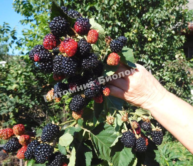 Ежевика Блэк Мэджик (Черная магия)