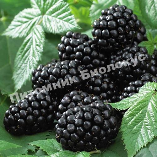 Ежевика Блэк Сатин