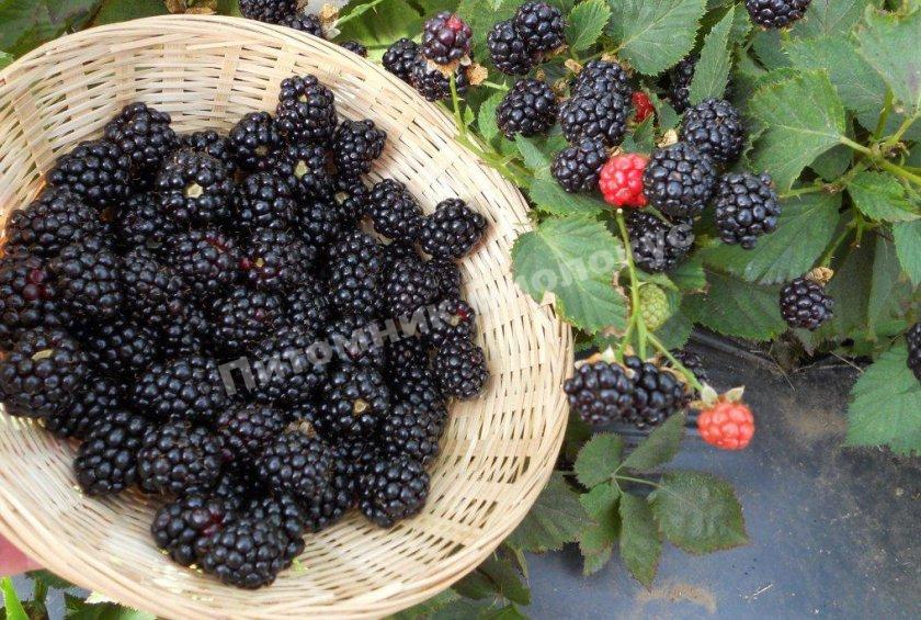 Ежевика Черный принц