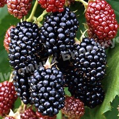 Ежевика Дарроу