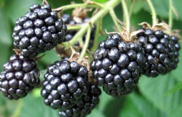 Ежевика Эльдорадо