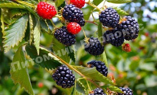 Ежевика Изобильная