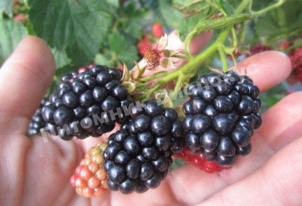 Ежевика Китатини