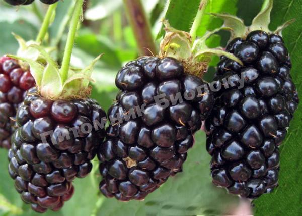 Ежевика Натчез