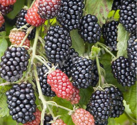 Ежевика Небеса могут подождать