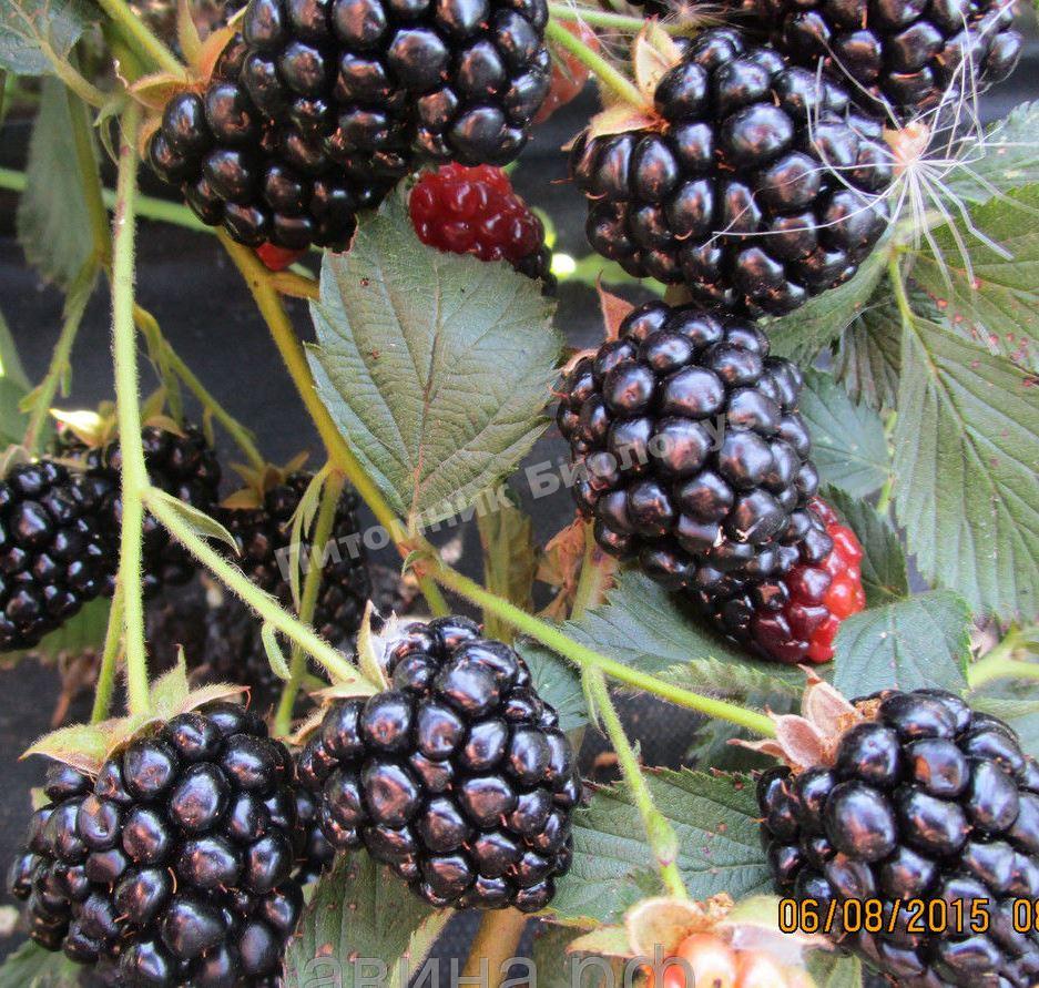 Ежевика Оуачита