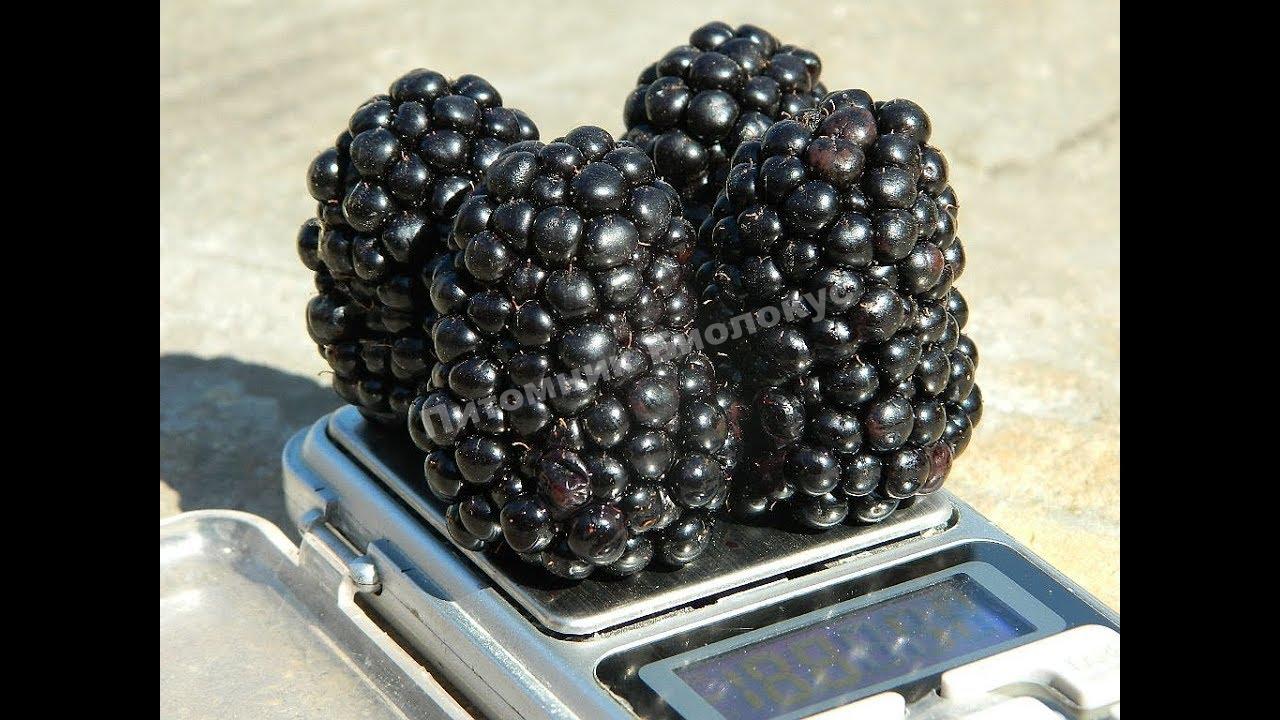 Ежевика Прайм арк фридом