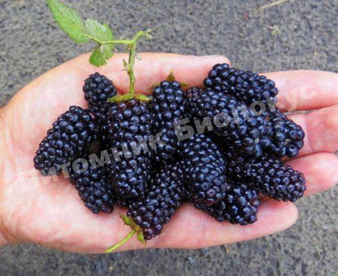 Ежевика Рубен